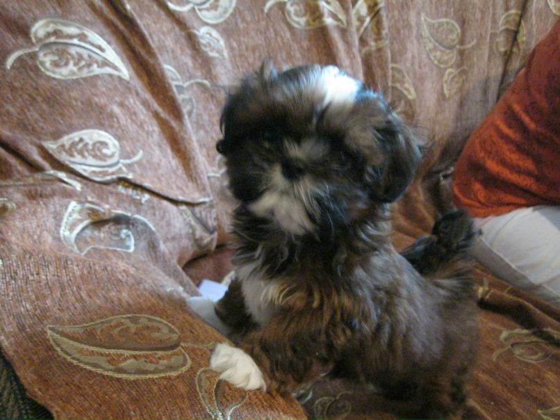 Валерия Верхорубова | Вологда