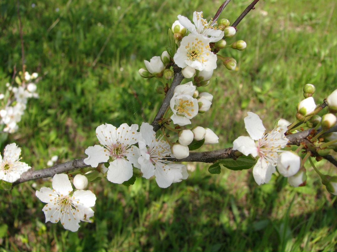 Ольга Миусова | Херсон