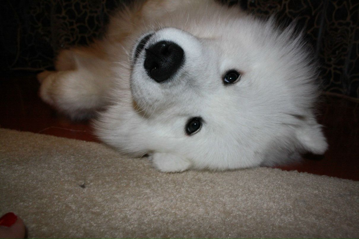 Катерина Свалова | 