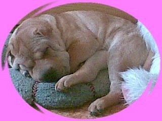 Александр Белявский | Минск