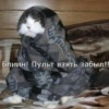 Аватар: Dimon Gimaltdinov