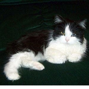 Kitty Yo | Москва