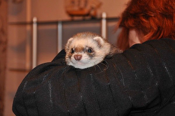 Юлия Стриженко | Ковров