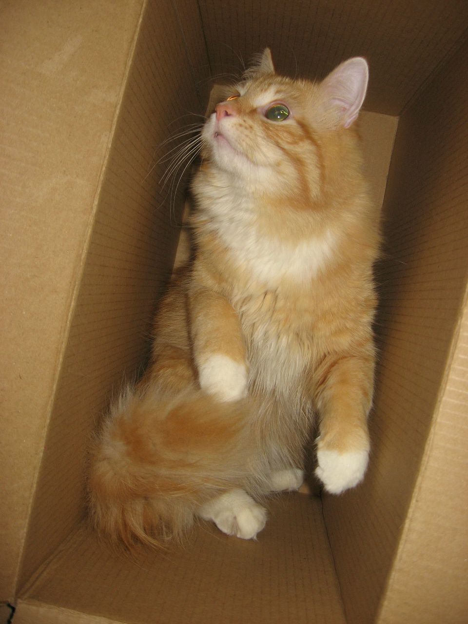 Екатерина Пестина | Санкт-Петербург