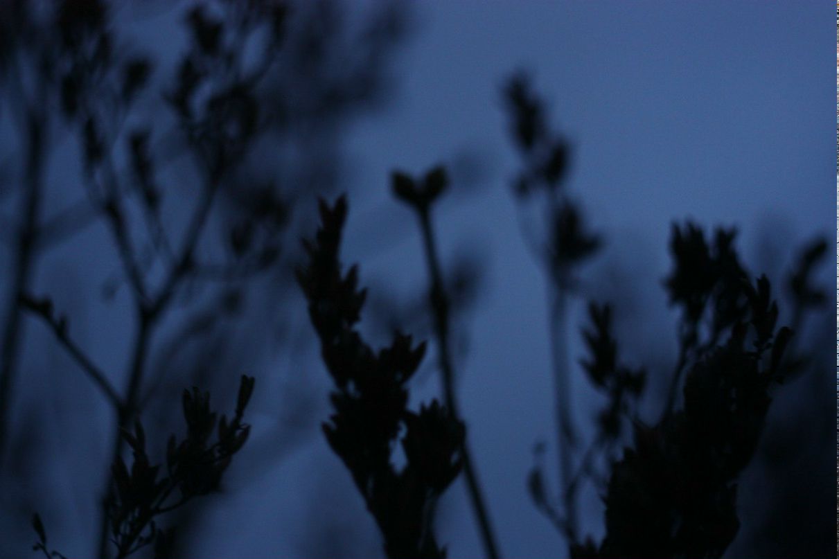 Дарья Никольская Neelit | Дубна