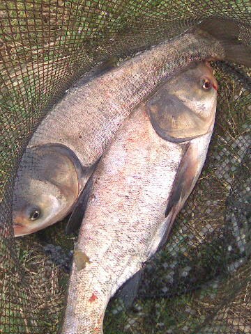 №1, Жорж Оглы, Мелитополь №1, Жорж Оглы, Мелитополь