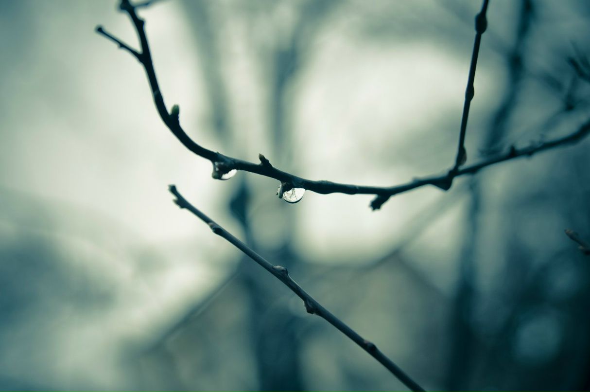 Ольжик Ковика | Киев