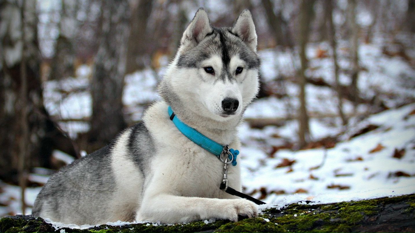 Павел Кравцов | Белгород