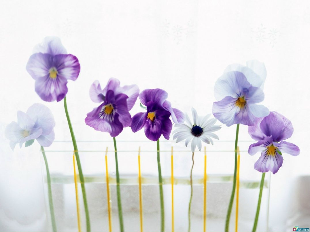 Анна Лебедева | Череповец