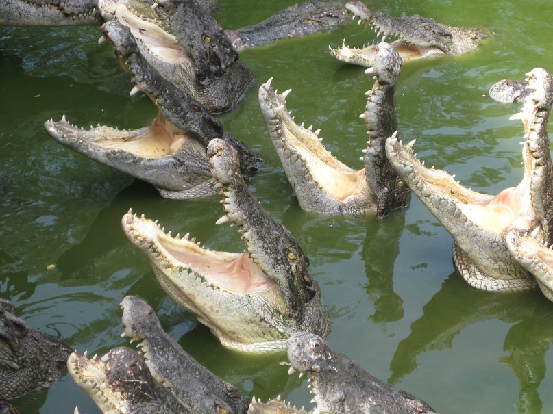 Лиана Маркова | 