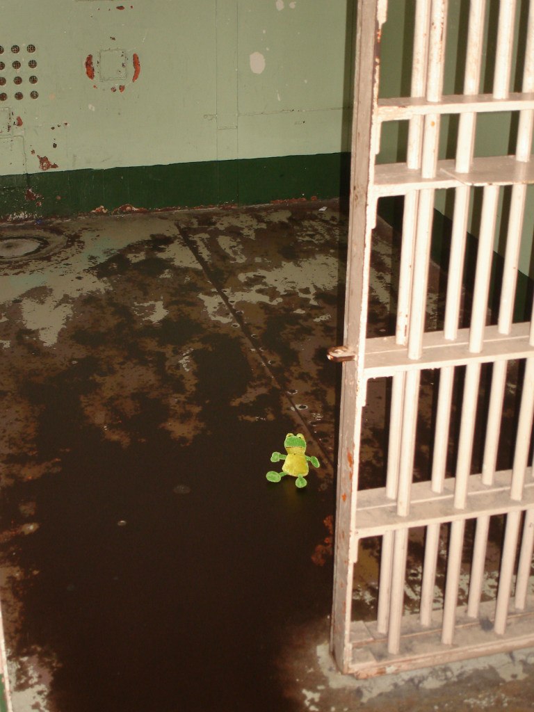 Лягуха Зырящая | Санкт-Петербург