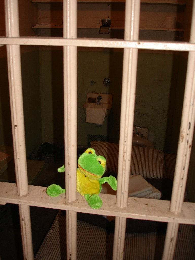 Лягуха Зырящая | Санкт-Петербург