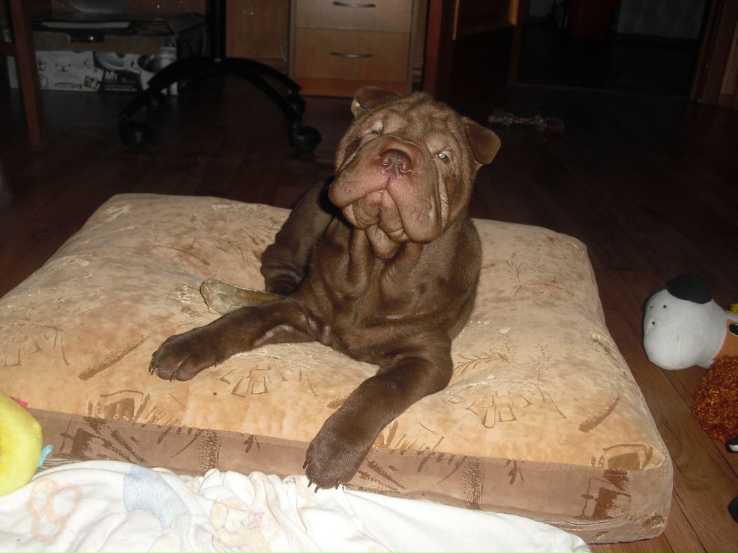 Анастасия Депутатова Игоревна | Сосновый Бор