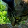 Аватар: Максим Кот