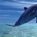 Тёма Новиков | Семенов