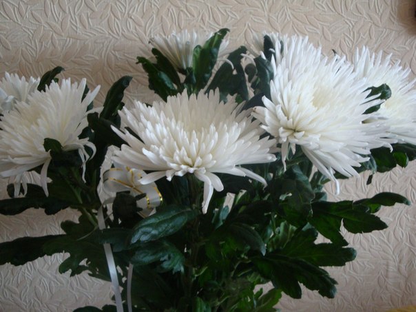 №17, Надежда Дремина №17, Надежда Дремина