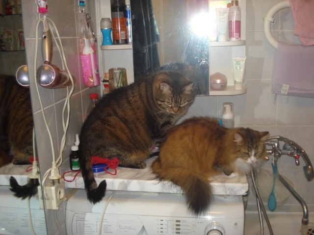 Елена Голуб | Санкт-Петербург