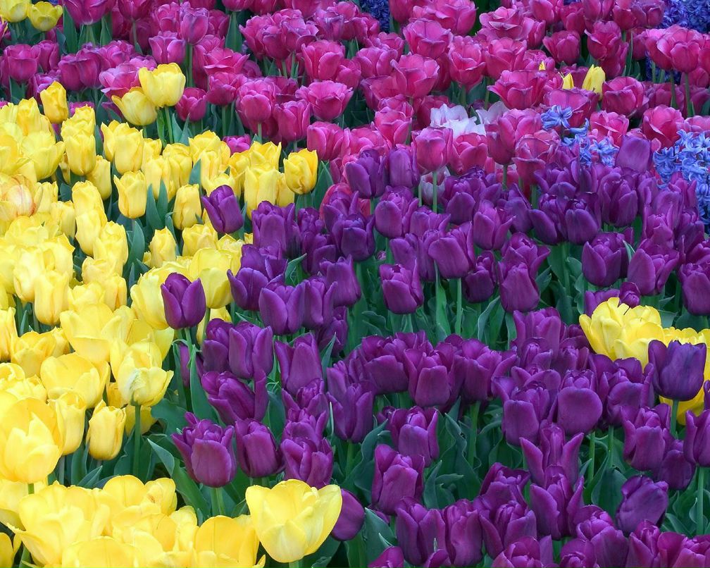 Мария Илюкова | Санкт-Петербург