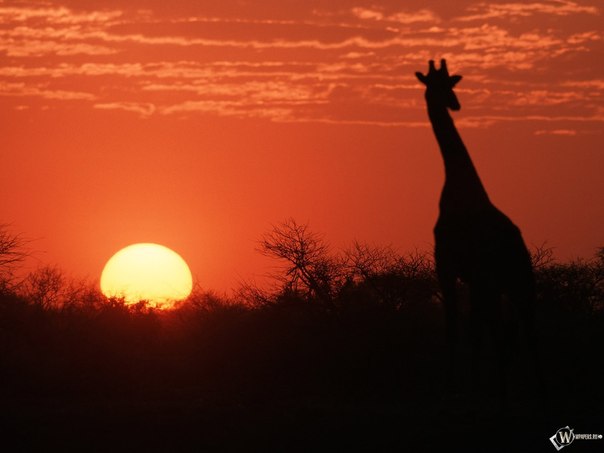 Роман Вірич фото профиля #1