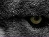 Дмитрий Карабаджак | Ладыжин