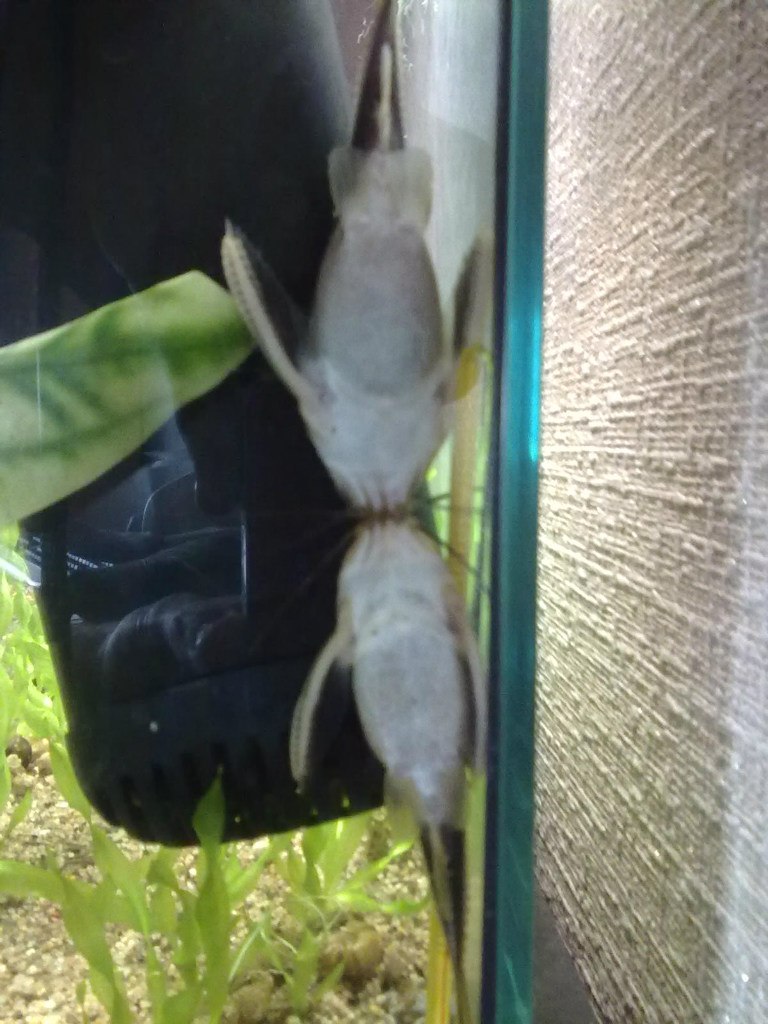 Denis Demidenko | Ангарск