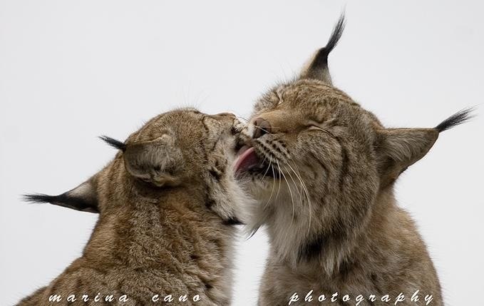 Григорий Грушевский | Харьков