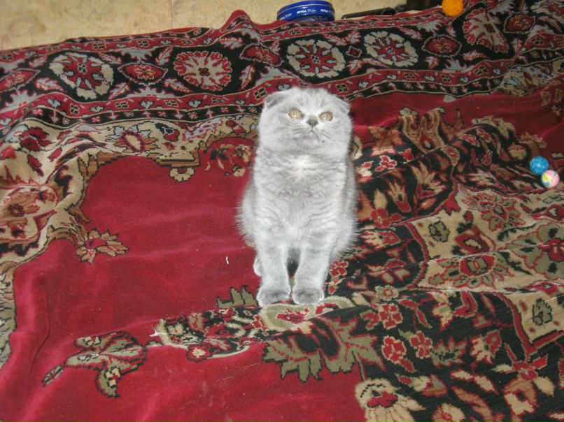 Алёна Шилова | Москва