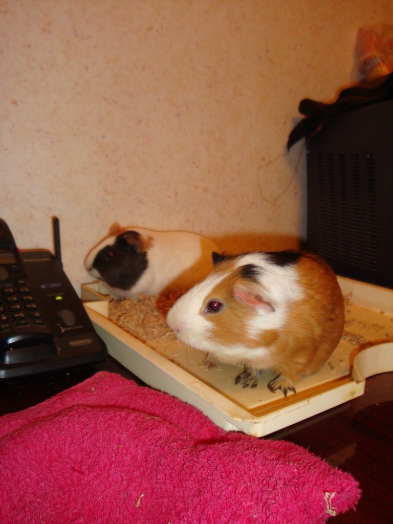 Андрей Письменюк | Полтава