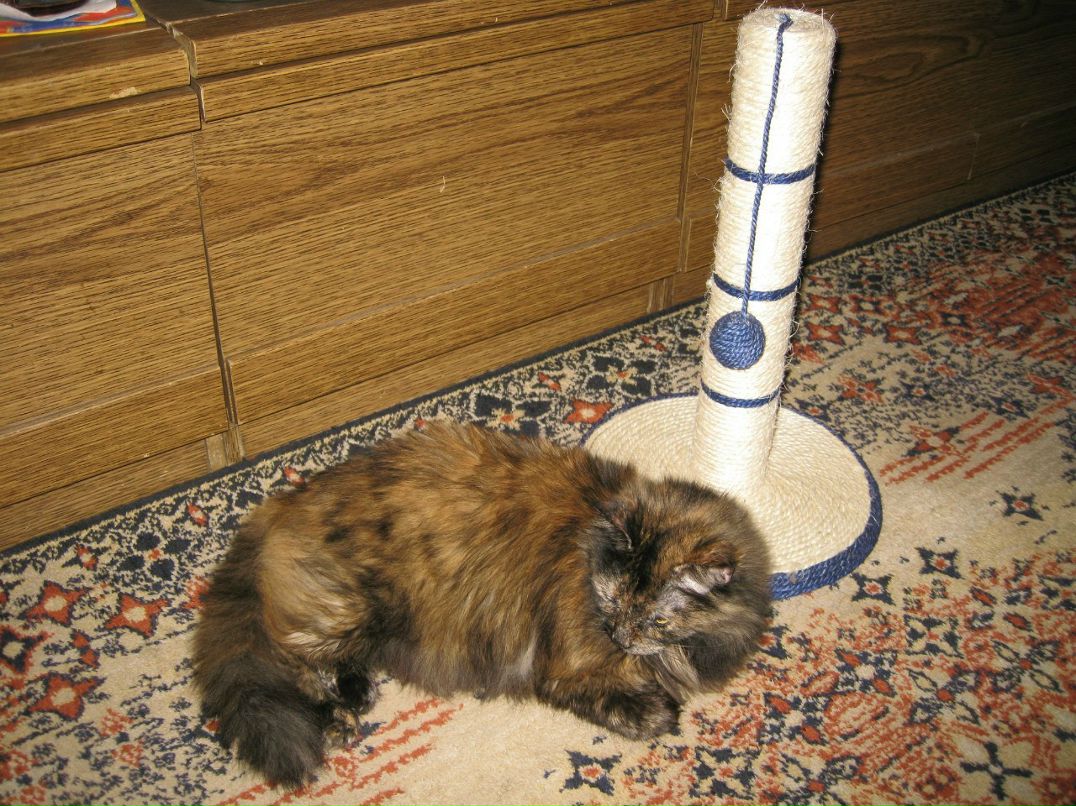 Оксана Креминская krox | Киев