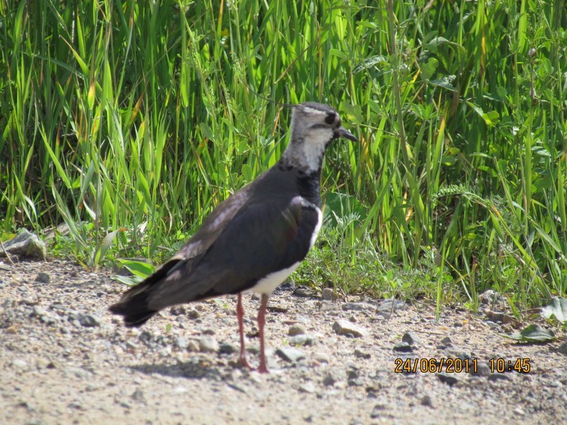 Ольга Маркелова | Санкт-Петербург