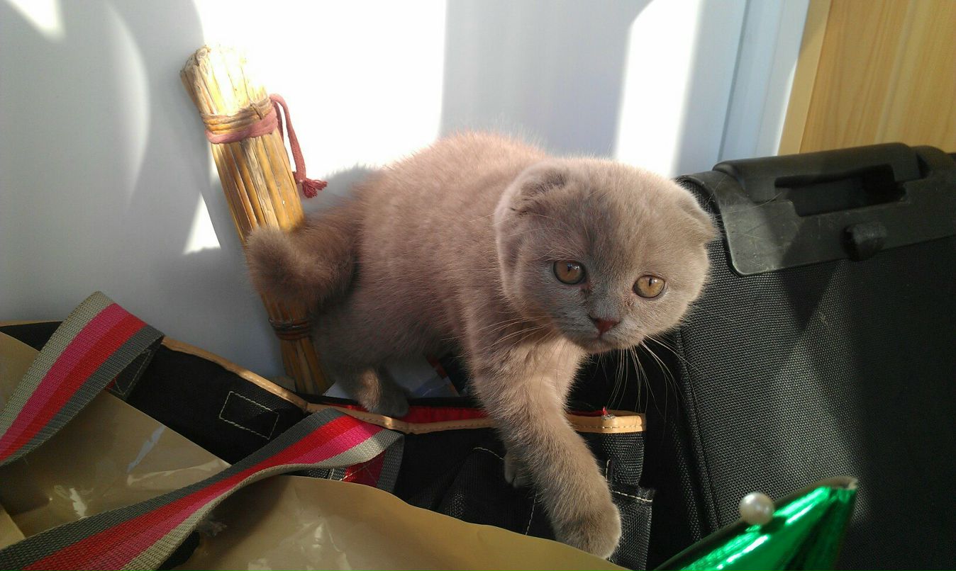 Александра Пашукевич | Киев