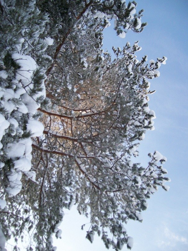 Татьяна Шишебарова | Вологда