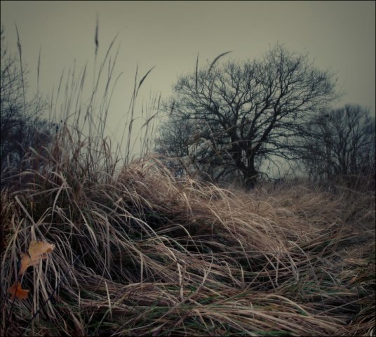 Олексій Гаркавий | Украинка