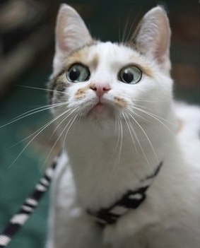 Екатерина Грядская | Псков