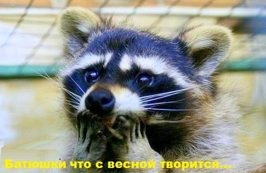 Алёна Никитина (Матрёшка) | Орехово-Зуево