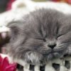 Аватар: Серёжа Анронов