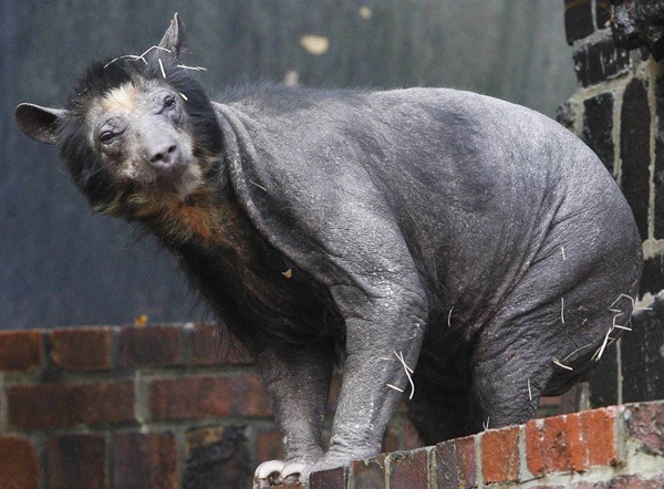 №21, Птица Сова, Санкт-Петербург №21, Птица Сова, Санкт-Петербург