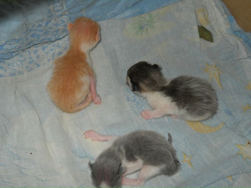 Ирина Хамцова | Шушенское