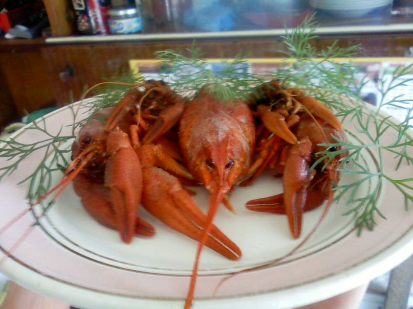 Макс Коновал | Киев