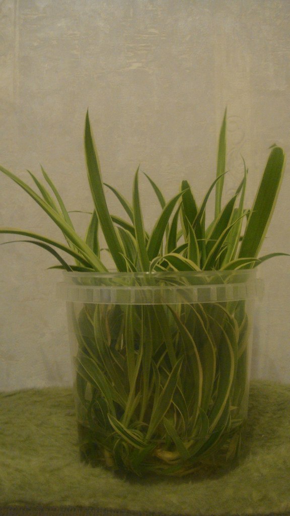 Светлана Колышева | Санкт-Петербург