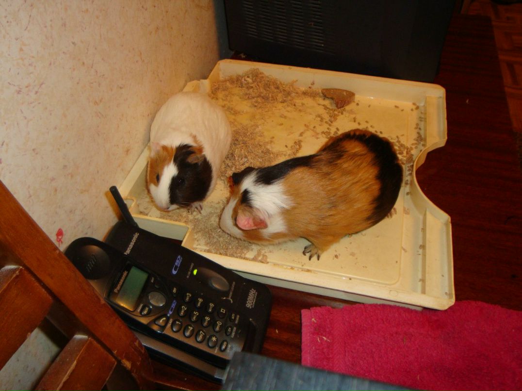 Андрей Письменюк | Полтава