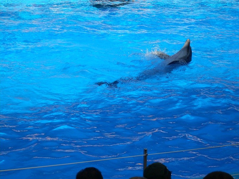 Александра Некрасова Кира | Днепр (Днепропетровск)