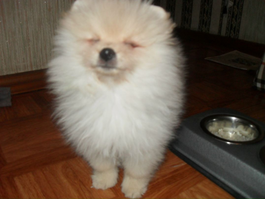 Макс Данилофф 8 Безумный койот 8 | Зеленоград