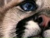 Алёна Высоцкая | Курахово