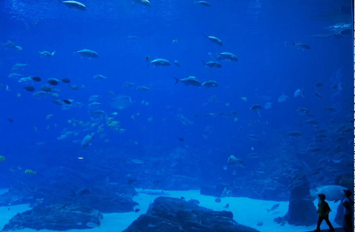 Тимур Алиев | Санкт-Петербург