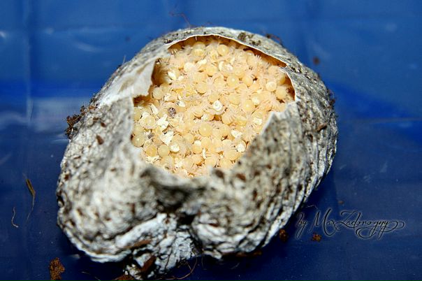 №110, Макс Задорожний, 43 года, Днепр (Днепропетровск) №110, Макс Задорожний, 43 года, Днепр (Днепропетровск)