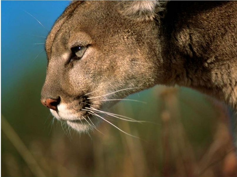 Сергей Коровянко | Таганрог