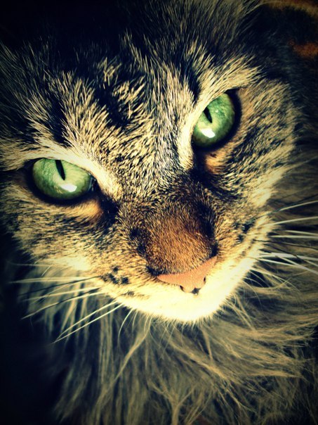 Ольга Волкова ⎛ | Санкт-Петербург