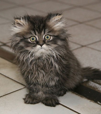 Борис Полищук Андреевич | Воронеж