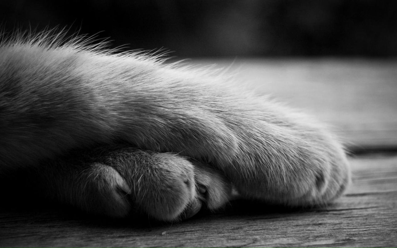 Александр Карпик | Вентспилс